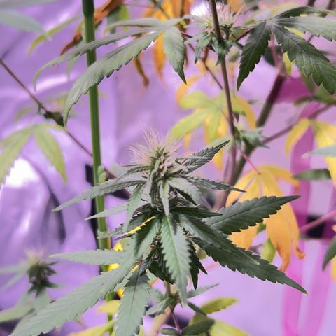 Foto del growlog de Squidwina (Chick Magnet): One day after the supplement of flora nova grow 7 4 10. It seems to be helping though I'm not quite sure yet. 