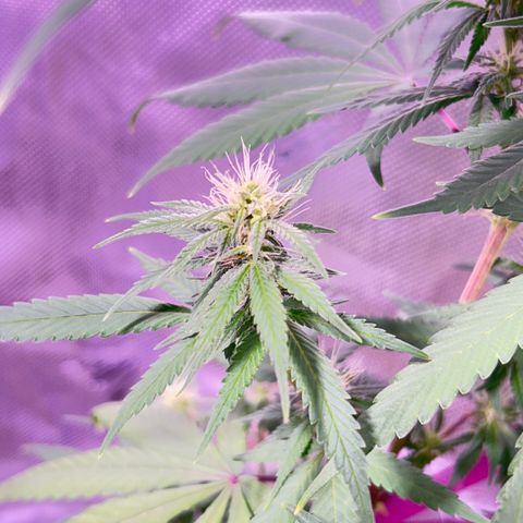 Foto del growlog de Squidwina (Chick Magnet): One day after the supplement of flora nova grow 7 4 10. It seems to be helping though I'm not quite sure yet. 