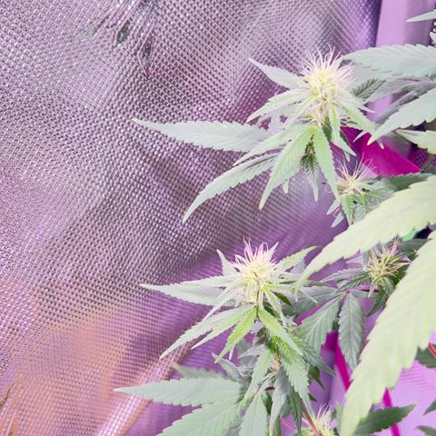 Foto del growlog de Squidwina (Chick Magnet): One day after the supplement of flora nova grow 7 4 10. It seems to be helping though I'm not quite sure yet. 