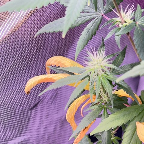 Foto del growlog de Squidwina (Chick Magnet): One day after the supplement of flora nova grow 7 4 10. It seems to be helping though I'm not quite sure yet. 