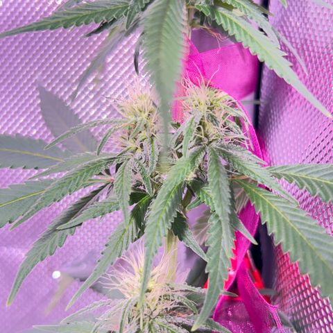 Foto del growlog de Squidwina (Chick Magnet): One day after the supplement of flora nova grow 7 4 10. It seems to be helping though I'm not quite sure yet. 