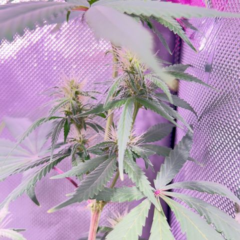 Foto del growlog de Squidwina (Chick Magnet): One day after the supplement of flora nova grow 7 4 10. It seems to be helping though I'm not quite sure yet. 