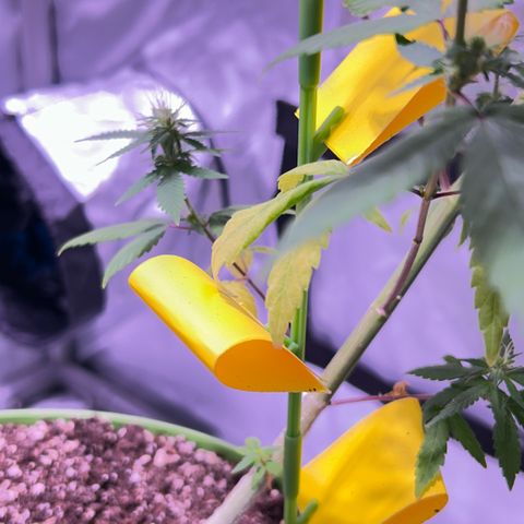 Foto del growlog de Squidwina (Chick Magnet): One day after the supplement of flora nova grow 7 4 10. It seems to be helping though I'm not quite sure yet. 