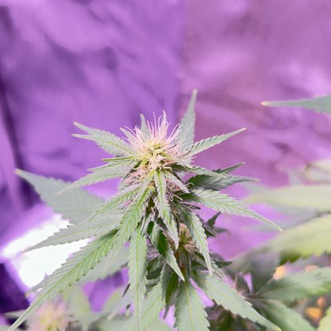 Foto del growlog de Squidwina (Chick Magnet): One day after the supplement of flora nova grow 7 4 10. It seems to be helping though I'm not quite sure yet. 