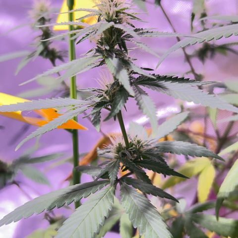 Foto del growlog de Squidwina (Chick Magnet): One day after the supplement of flora nova grow 7 4 10. It seems to be helping though I'm not quite sure yet. 