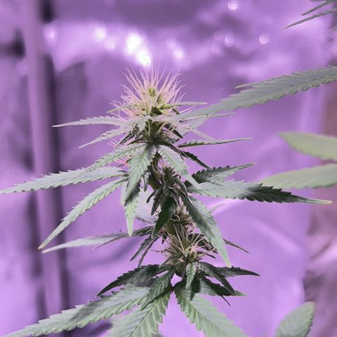 Foto del growlog de Squidwina (Chick Magnet): One day after the supplement of flora nova grow 7 4 10. It seems to be helping though I'm not quite sure yet. 