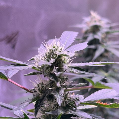 Bubby  growlog photo: She seems to be doing well. Her buds are stacking nicely. 