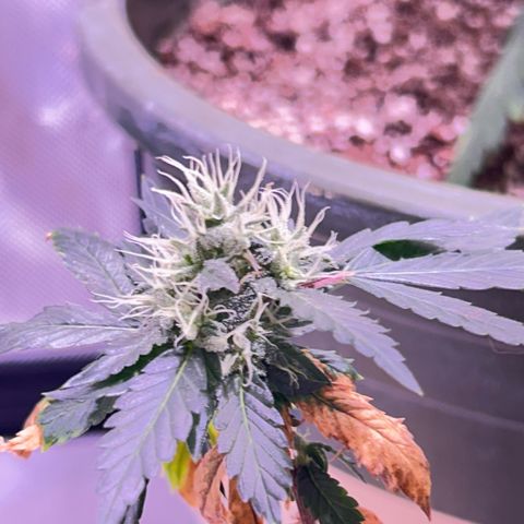Bubby  growlog photo: She seems to be doing well. Her buds are stacking nicely. 