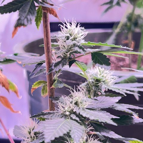 Bubby  growlog photo: She seems to be doing well. Her buds are stacking nicely. 