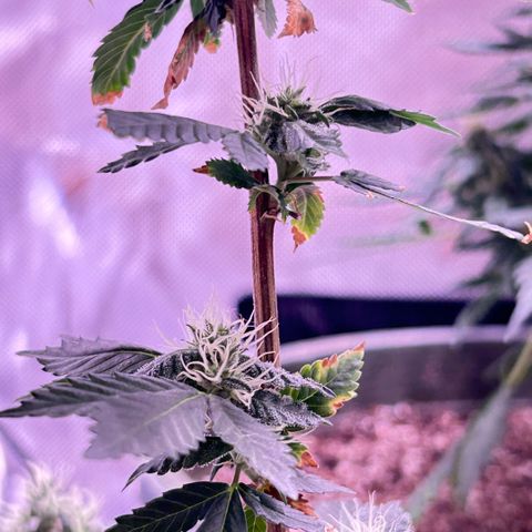 Bubby  growlog photo: She seems to be doing well. Her buds are stacking nicely. 