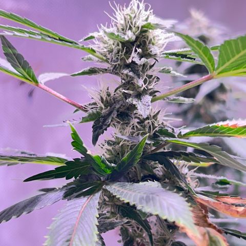 Bubby  growlog photo: She seems to be doing well. Her buds are stacking nicely. 
