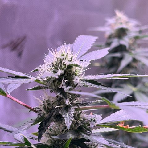 Bubby  growlog photo: She seems to be doing well. Her buds are stacking nicely. 
