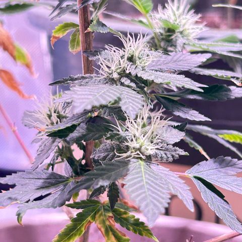 Bubby  growlog photo: She seems to be doing well. Her buds are stacking nicely. 
