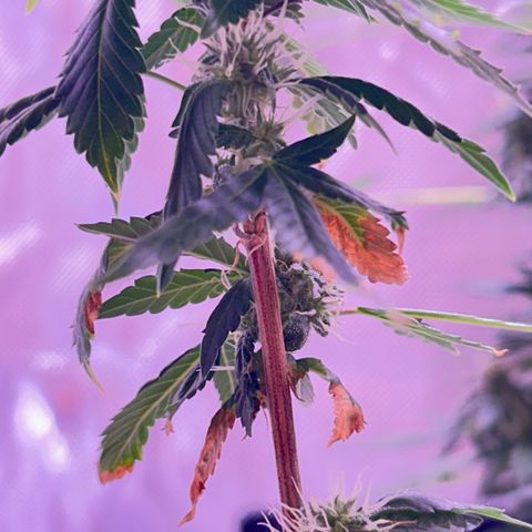 Bubby  growlog photo: She seems to be doing well. Her buds are stacking nicely. 