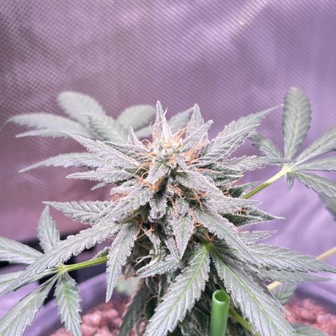 Panini (Sweet Mandarin Blossom) growlog photo: She's doing great with the weight of her buds!!! Though I have to prop her up every day 