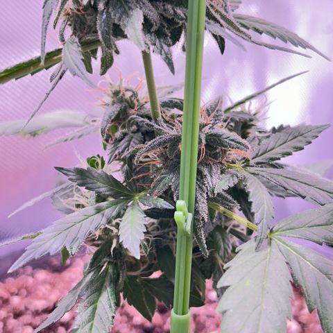 Panini (Sweet Mandarin Blossom) growlog photo: She's doing great with the weight of her buds!!! Though I have to prop her up every day 