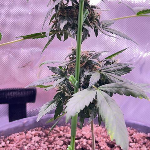 Panini (Sweet Mandarin Blossom) growlog photo: She's doing great with the weight of her buds!!! Though I have to prop her up every day 