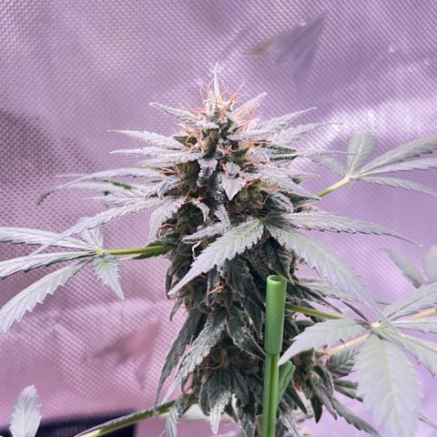 Panini (Sweet Mandarin Blossom) growlog photo: She's doing great with the weight of her buds!!! Though I have to prop her up every day 