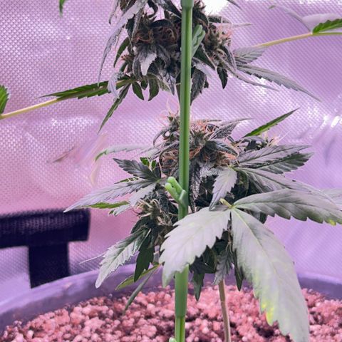 Panini (Sweet Mandarin Blossom) growlog photo: She's doing great with the weight of her buds!!! Though I have to prop her up every day 