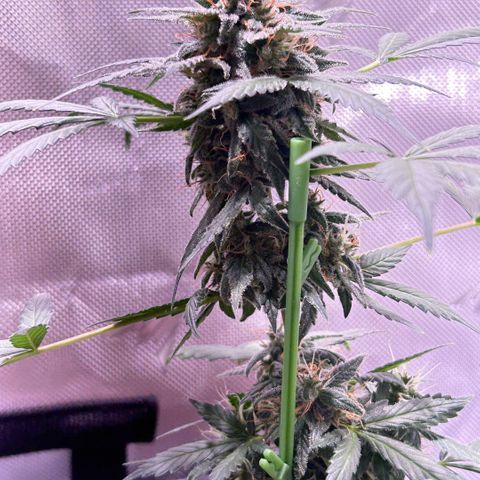 Panini (Sweet Mandarin Blossom) growlog photo: She's doing great with the weight of her buds!!! Though I have to prop her up every day 