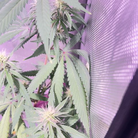 Foto del growlog de Squidwina (Chick Magnet): Photos for this mornings inspection. I don't think the N helped. I will still observe