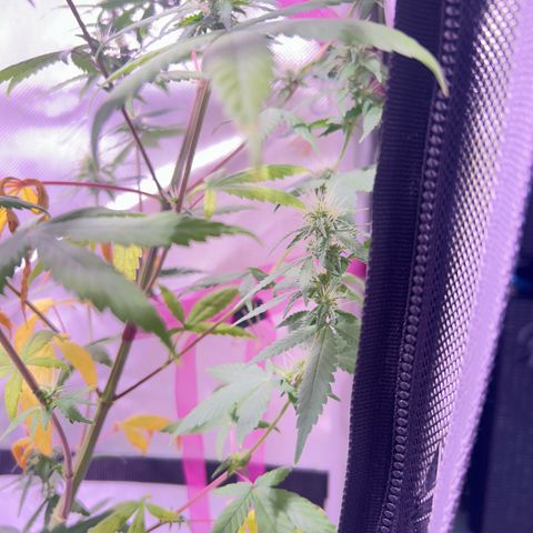Foto del growlog de Squidwina (Chick Magnet): Photos for this mornings inspection. I don't think the N helped. I will still observe