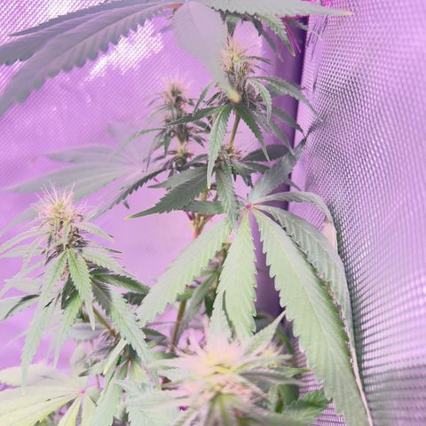 Foto del growlog de Squidwina (Chick Magnet): Photos for this mornings inspection. I don't think the N helped. I will still observe