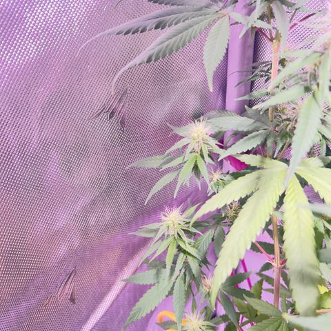 Foto del growlog de Squidwina (Chick Magnet): Photos for this mornings inspection. I don't think the N helped. I will still observe