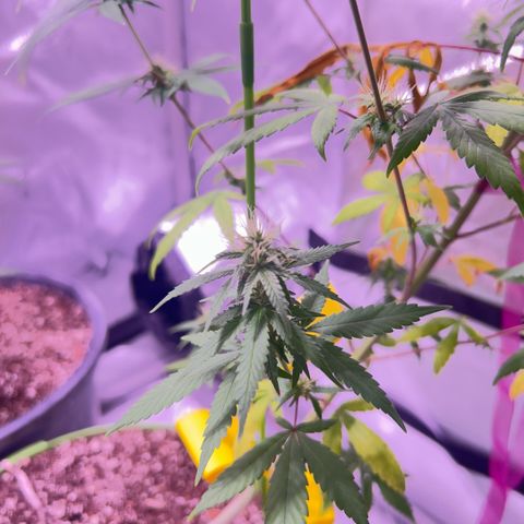 Foto del growlog de Squidwina (Chick Magnet): Photos for this mornings inspection. I don't think the N helped. I will still observe