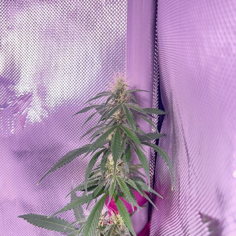 Foto del growlog de Squidwina (Chick Magnet): Photos after I picked off some of the dead leaves. 