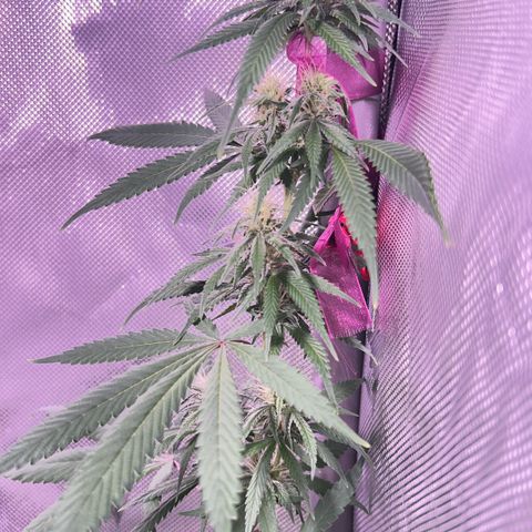 Foto del growlog de Squidwina (Chick Magnet): Photos after I picked off some of the dead leaves. 
