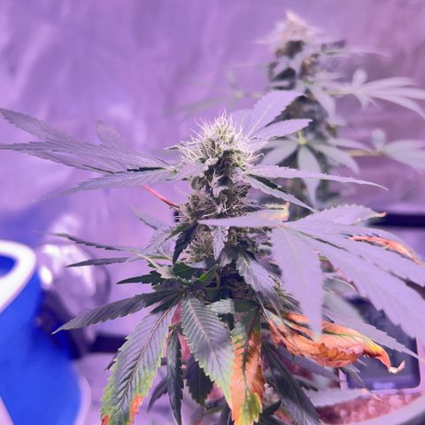 Bubby  growlog photo: So far she’s doing well ! She seems to be putting a lot into her buds 