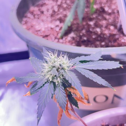 Bubby  growlog photo: So far she’s doing well ! She seems to be putting a lot into her buds 