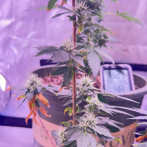 Bubby  growlog photo: So far she’s doing well ! She seems to be putting a lot into her buds 