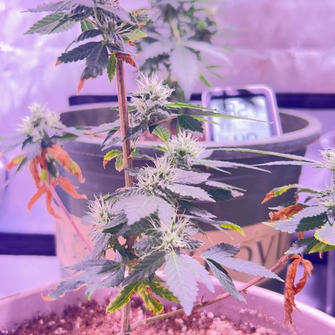 Bubby  growlog photo: So far she’s doing well ! She seems to be putting a lot into her buds 