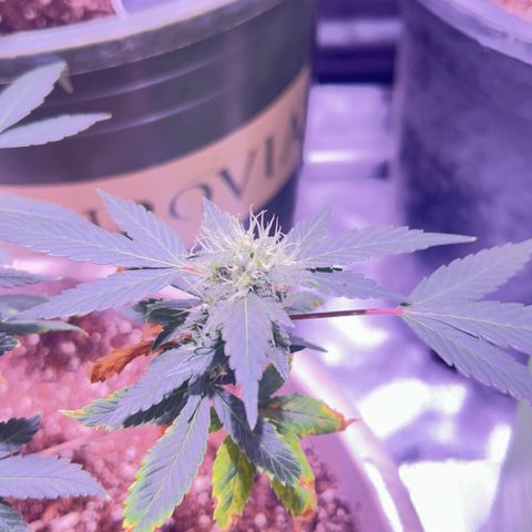 Bubby  growlog photo: So far she’s doing well ! She seems to be putting a lot into her buds 