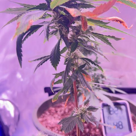 Bubby  growlog photo: So far she’s doing well ! She seems to be putting a lot into her buds 