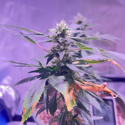 Bubby  growlog photo: So far she’s doing well ! She seems to be putting a lot into her buds 