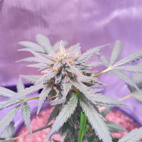 Panini (Sweet Mandarin Blossom) growlog photo: Doing great though she’s too heavy for her own stalk 