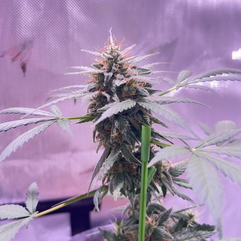 Panini (Sweet Mandarin Blossom) growlog photo: Doing great though she’s too heavy for her own stalk 