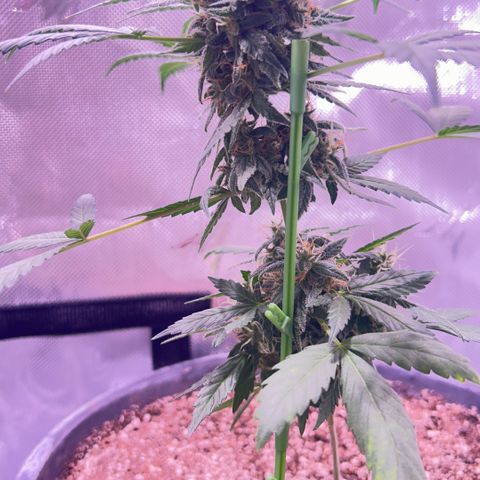 Panini (Sweet Mandarin Blossom) growlog photo: Doing great though she’s too heavy for her own stalk 