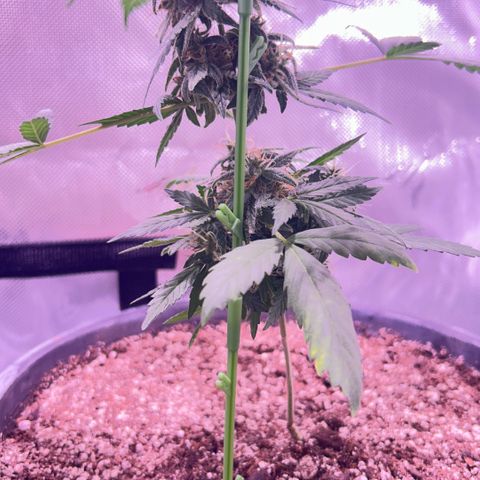 Panini (Sweet Mandarin Blossom) growlog photo: Doing great though she’s too heavy for her own stalk 