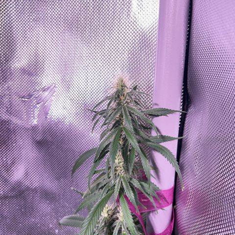 Foto del growlog de Squidwina (Chick Magnet): So far it looks like I put a stop to it for a little bit but it is slowly progressing. 