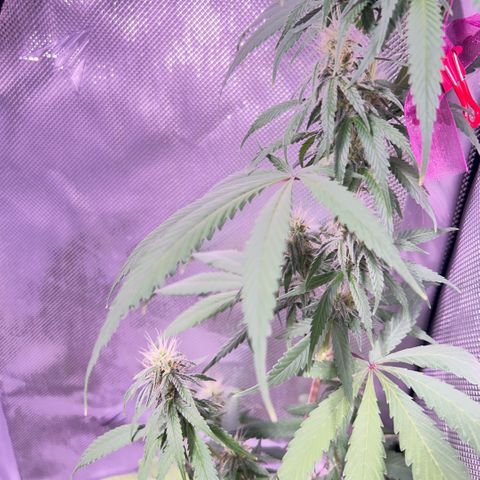 Foto del growlog de Squidwina (Chick Magnet): So far it looks like I put a stop to it for a little bit but it is slowly progressing. 