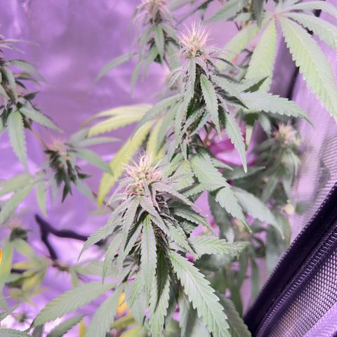 Foto del growlog de Squidwina (Chick Magnet): So far it looks like I put a stop to it for a little bit but it is slowly progressing. 
