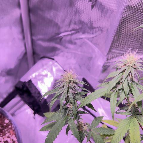 Foto del growlog de Squidwina (Chick Magnet): So far it looks like I put a stop to it for a little bit but it is slowly progressing. 