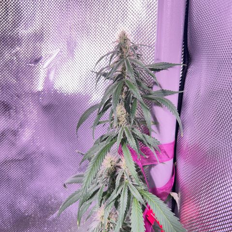 Foto del growlog de Squidwina (Chick Magnet): So far it looks like I put a stop to it for a little bit but it is slowly progressing. 