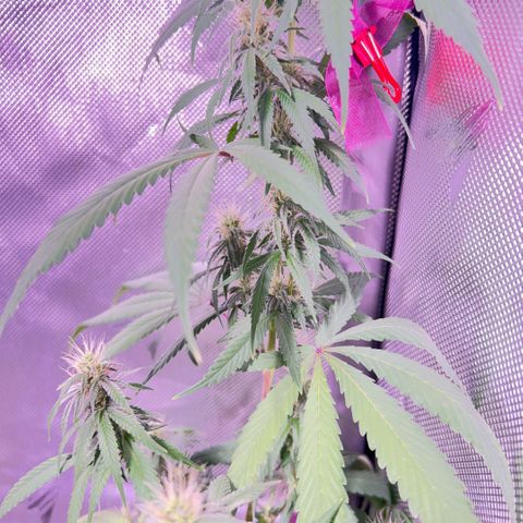 Foto del growlog de Squidwina (Chick Magnet): So far it looks like I put a stop to it for a little bit but it is slowly progressing. 