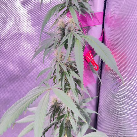 Foto del growlog de Squidwina (Chick Magnet): So far it looks like I put a stop to it for a little bit but it is slowly progressing. 