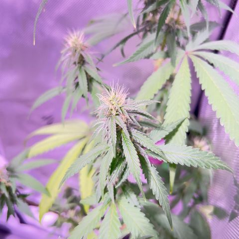 Foto del growlog de Squidwina (Chick Magnet): So far it looks like I put a stop to it for a little bit but it is slowly progressing. 